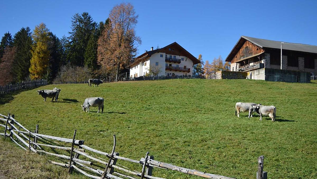 Bachnerhof - gallery Photo
