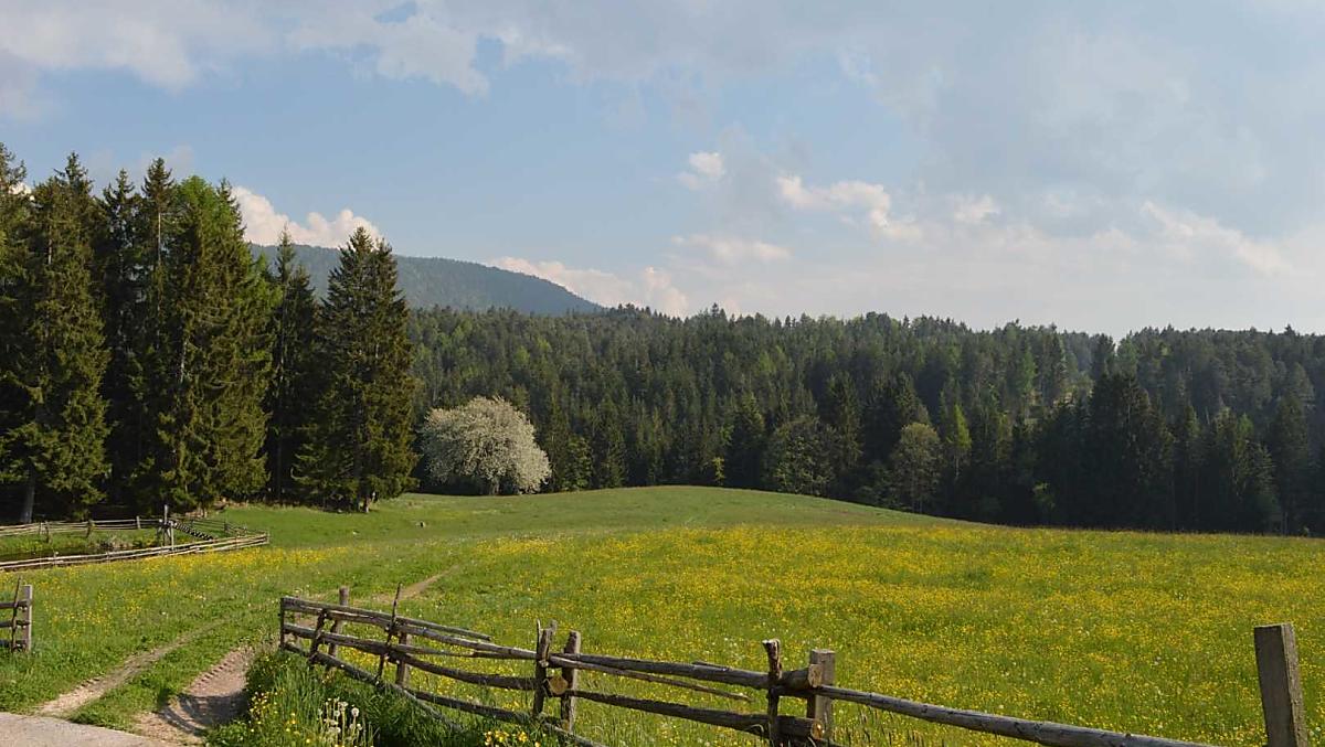 Il prato a primavera