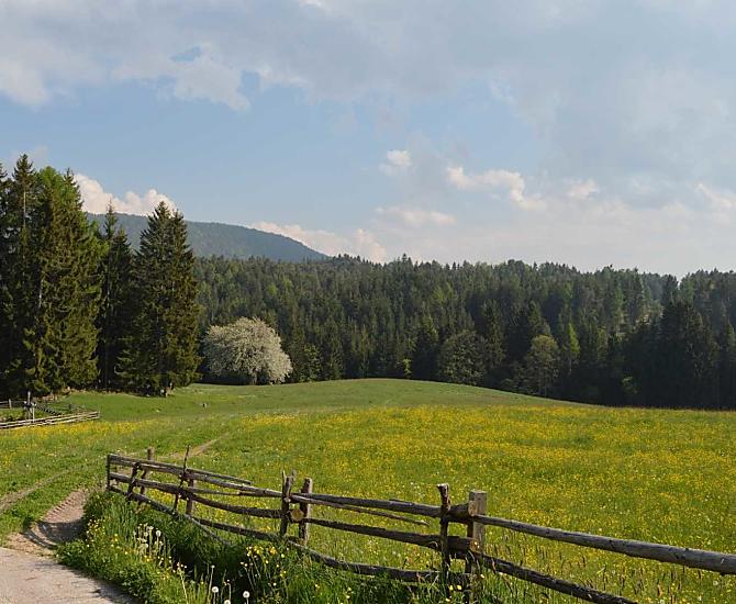 Il prato a primavera