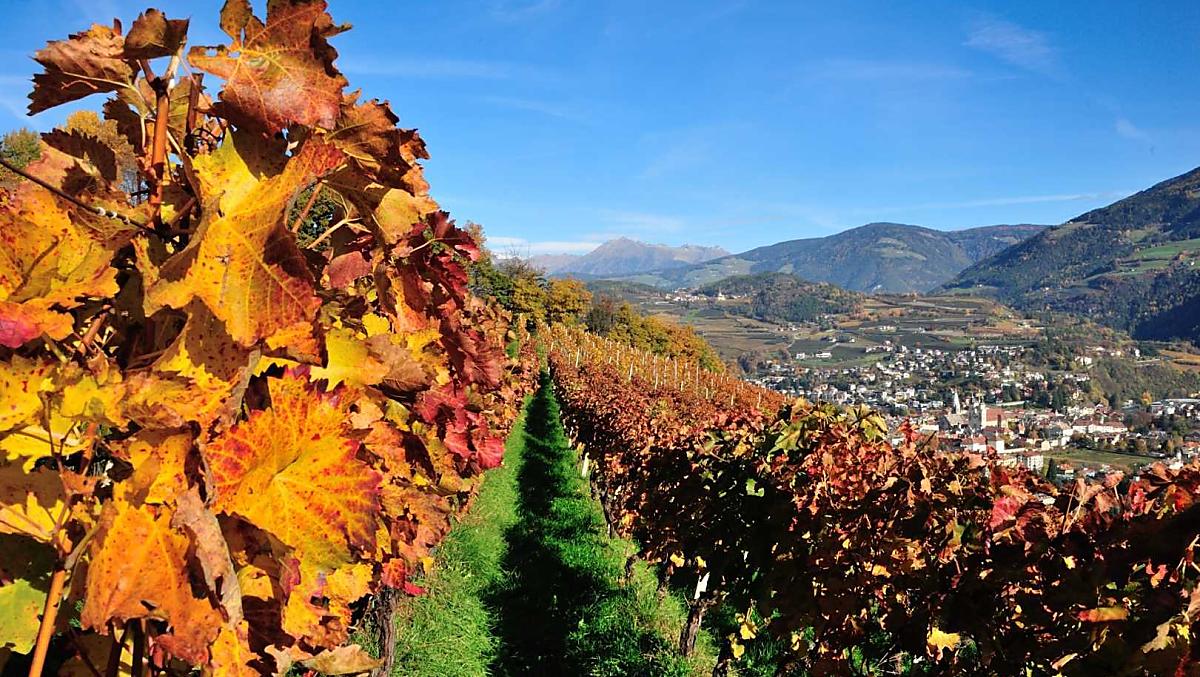 L'autunno si riflette soprattutto nelle viti.