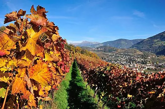 L'autunno si riflette soprattutto nelle viti.