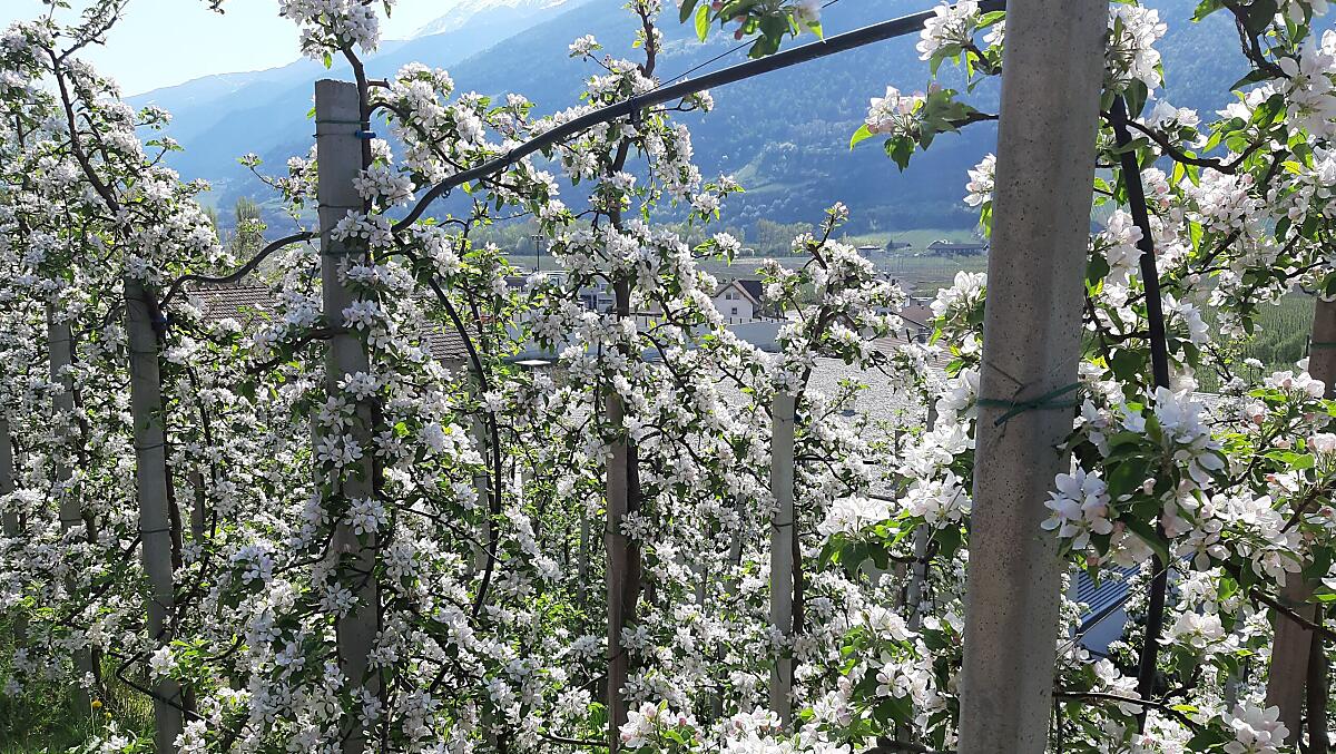 Die Apfelblüte im Vinschgau