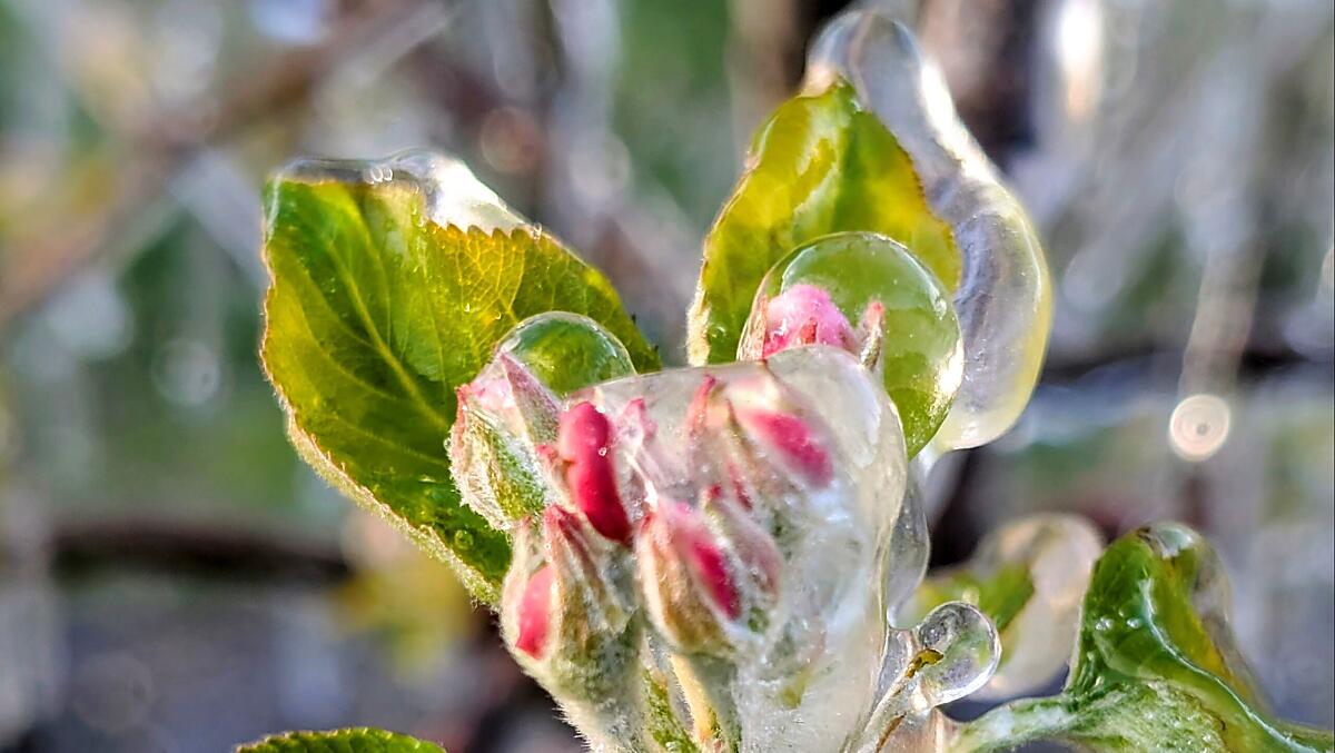 Wenn Frostnächte sind, wird beregnet, damit die Blüten geschützt werden, wo im Sommer die Äpfel heranreifen.